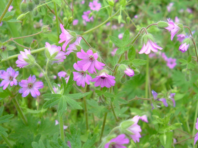 Geranium molle / Geranio molle